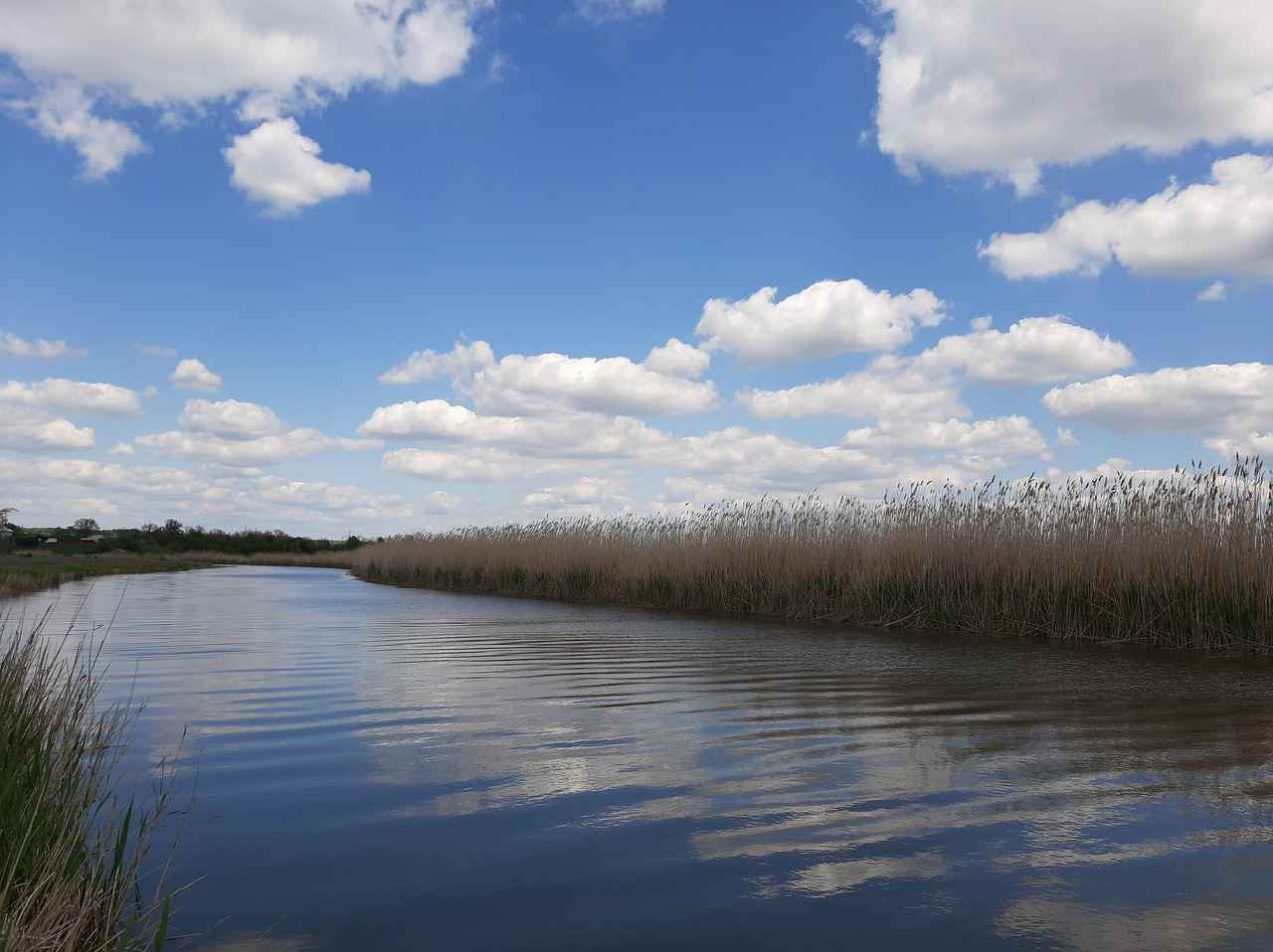 Consumer Reception and Popularity