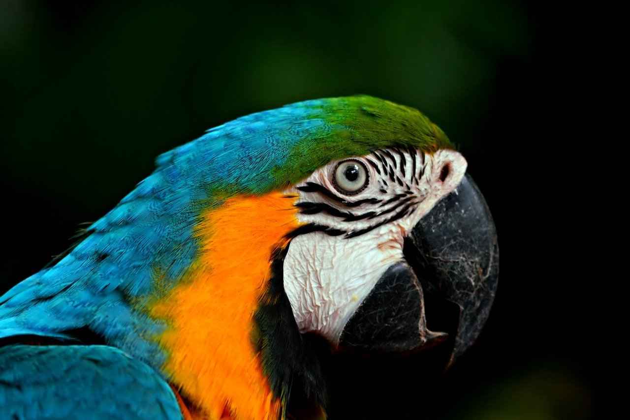 Consumer Reception and Market Impact