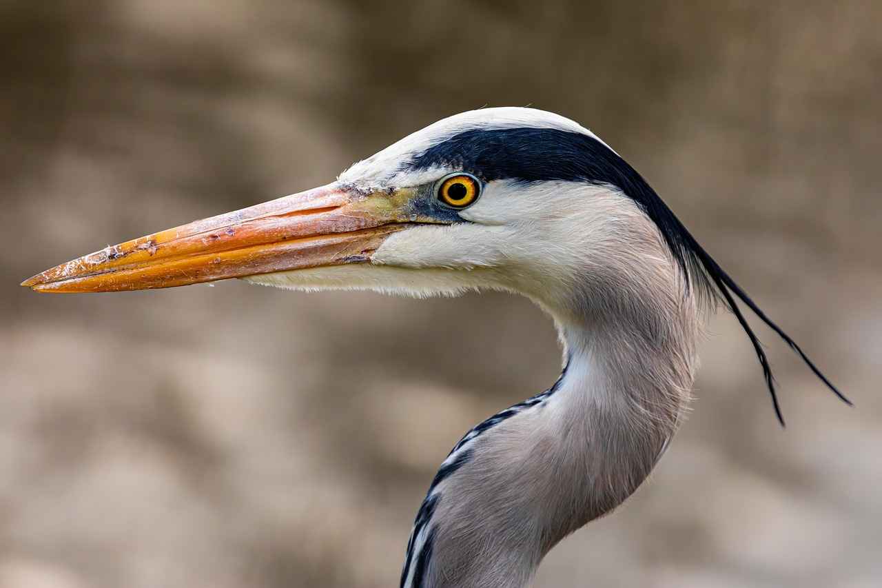 Grey New Balance for Formal Occasions