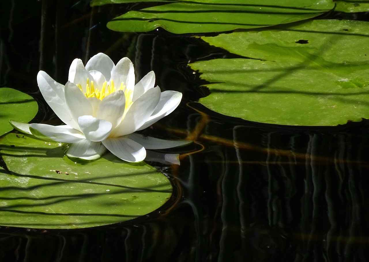 New Balance 9060 Black Edition: Sleek and Stylish New Balance 9060 Black Edition: Sleek and Stylish