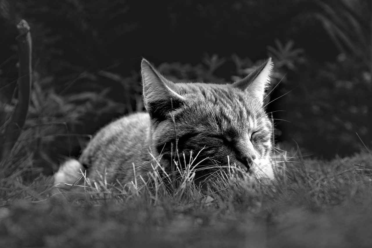 Black Sneakers in Streetwear Culture