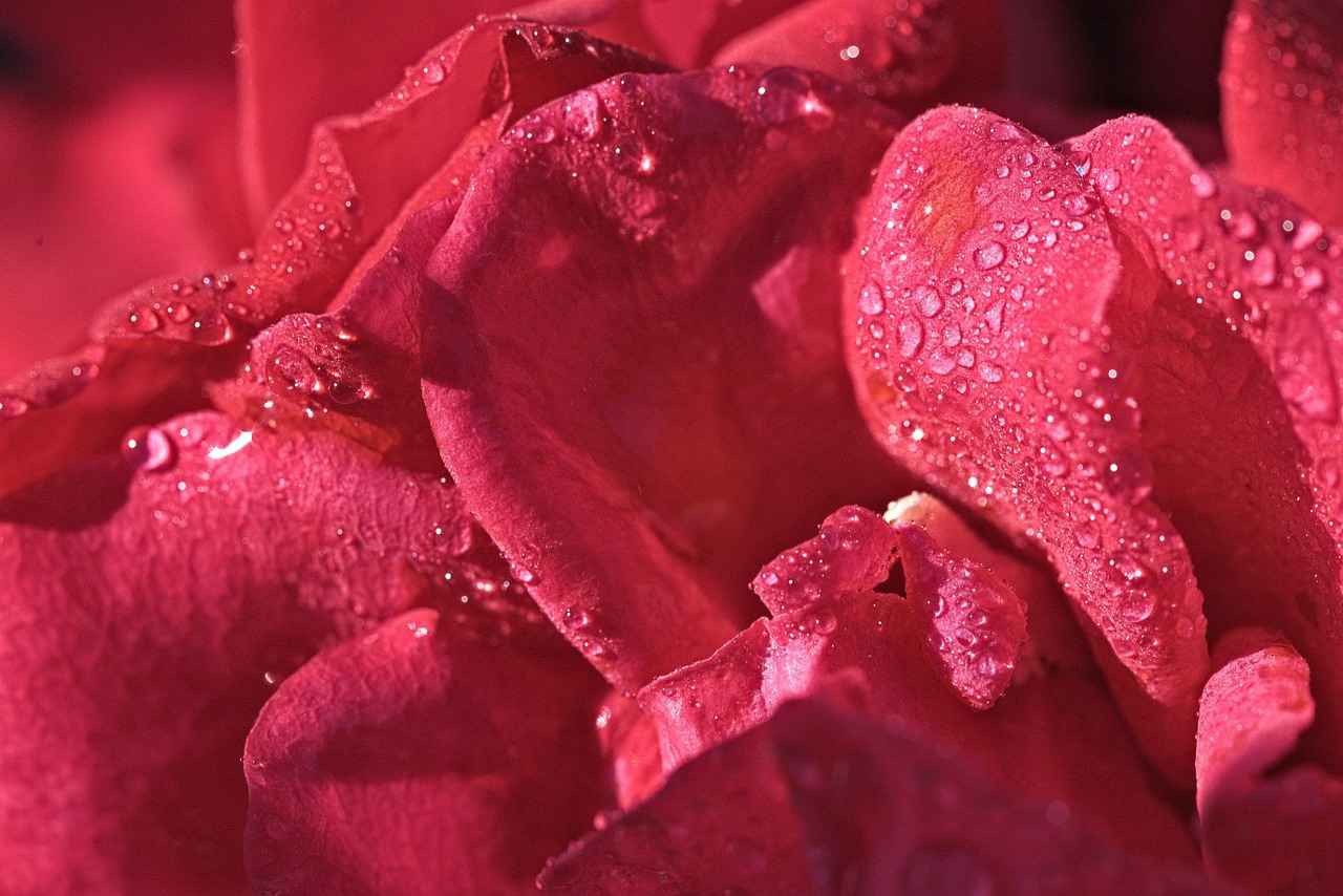 Design Features of the Pink 2002r