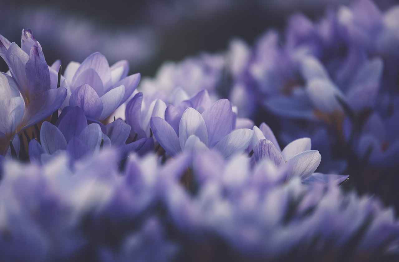The Significance of Purple in Fashion