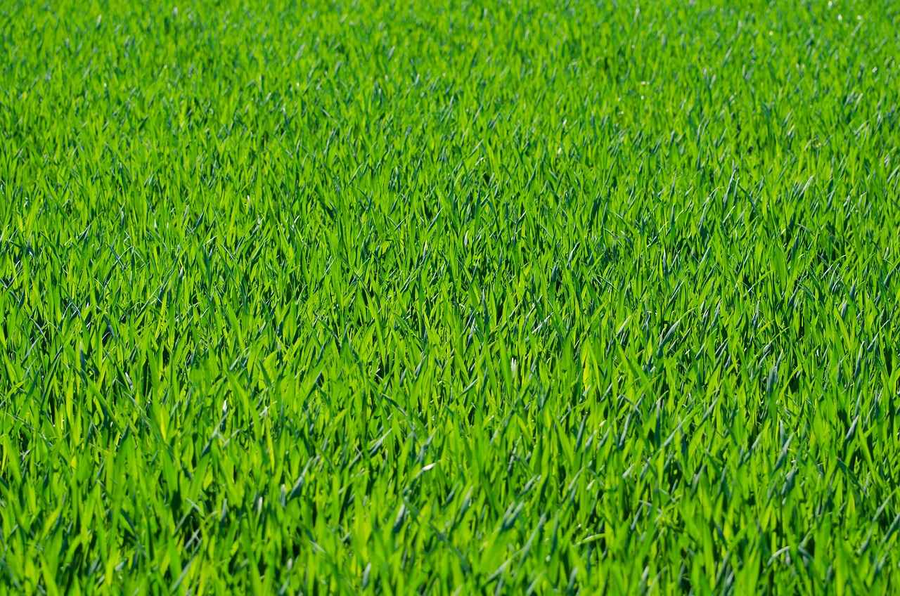 What Are Turf Cleats?
